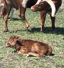 LR Lucy 91 (REBEL HR x california chrome lr
