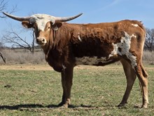 MN REBEL ZOEY X BR JUNGLE JIM  - TAG 2138