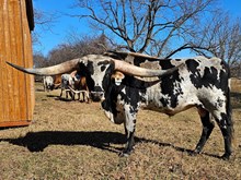 Hubbells Double Shot