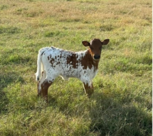 HELM MISS IMPRESSIVE x REBEL HR TAG 520