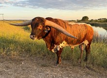 BUX GOLDEN EAGLE 🇺🇸