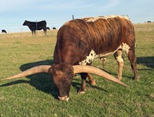 BUX GOLDEN EAGLE 🇺🇸