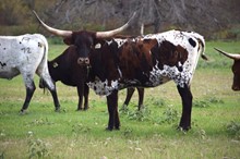 Brazos Betsy 101/21