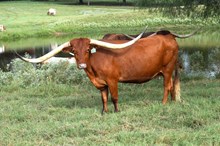 Brazos Blanca 983