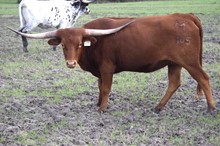 Brazos Daile 105/21
