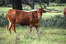 Brazos Iris 55/22