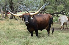 Brazos Mattie 30/22