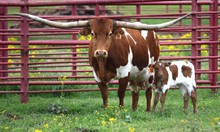 Brazos Thunder 53/23