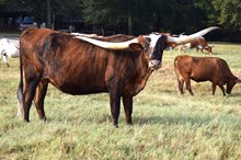 Brazos Sadie 35/22