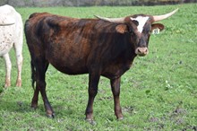 Brazos Sadie 35/22