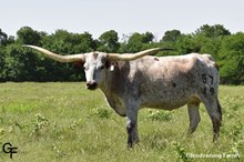 GF PATTY ROSE