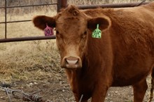 CASEY BUTLER RECIP #2 ( CHL X MONIKAS HANGOUT)