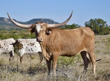 BG Very Special Cognac