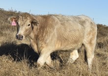 CASEY BUTLER RECIP #1(CHL X HANGOVER)