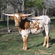 WF PAINTED LILY 333 X REBEL HR TAG DWR1