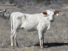 KDK EAGLE’S ELASTIGIRL