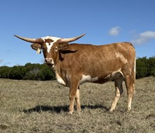 1 BUX 29 #26 JJ X CASANOVA