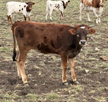  #85 BANKER X 20 RIVERS