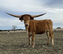 1 BUX 17 #2173 MC HANGIN TUFF X CASANOVA 