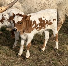 Banker X Cracklin Rose