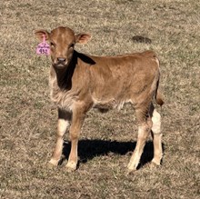 20 Gauge X Promising