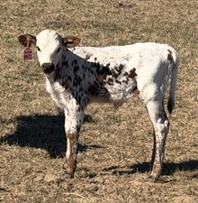 Patton X Beautiful Heart 