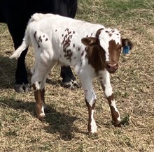 BUX 1 G42 Schwarbomb X Ghandi