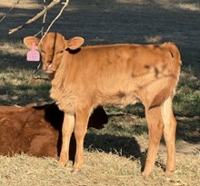 2304 Drag Iron  X Wheels