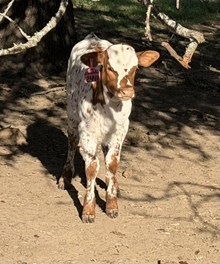 2441 Drag Iron X Wheels