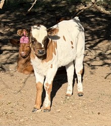 2155 Drag Iron X Sheza