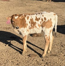2302 Cracker Jack X 20G Special