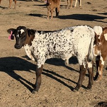 710 Rebel X Barn Dancer