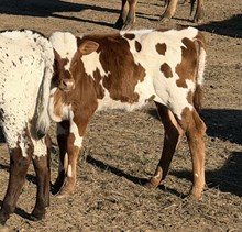 2259 20 Gauge X Socks