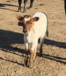 2320 Rebel X 20G Glory