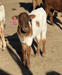 2451 Colluder X Kacie 