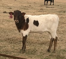 2451 Colluder X Kacie 