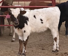 2155 Drag Iron X Sheza