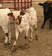 2441 Drag Iron X Wheels