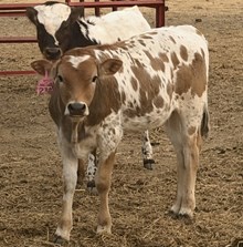 2302 Cracker Jack X 20G Special