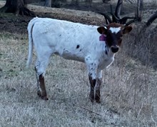 2320 Rebel X 20G Glory