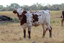 Brazos Foxy Lady 44/23