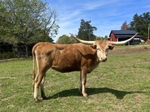 TC Hangin' In The Shadows