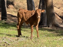 SCHWARBOMB x HL Sunshine 