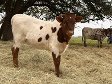 Banker X Sheriff Sarah