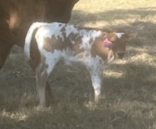 Cracker Jack X 20G Special