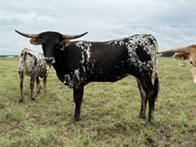 BUX ALPHIE’S OREO