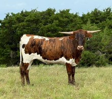 1 BUX 24  #0992 ROSE RANGER X SHEZA