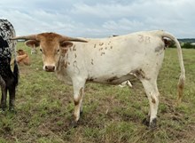 1 BUX  28 #0981 JJ X REBELLIOUS 