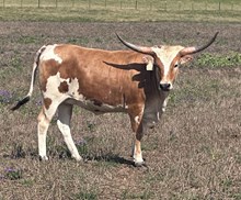 1 BUX 16 20G X RIO TRIO #981