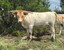 1 BUX  28 #0981 JJ X REBELLIOUS 